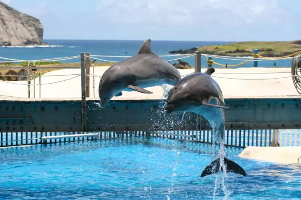 Sea Life Park