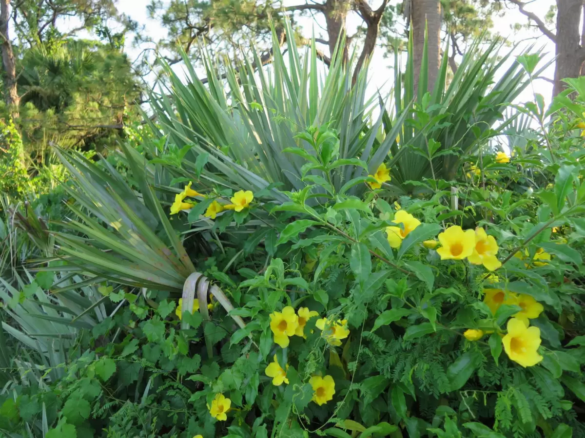 Gomez Ave Morning Walk, Hobe Sound