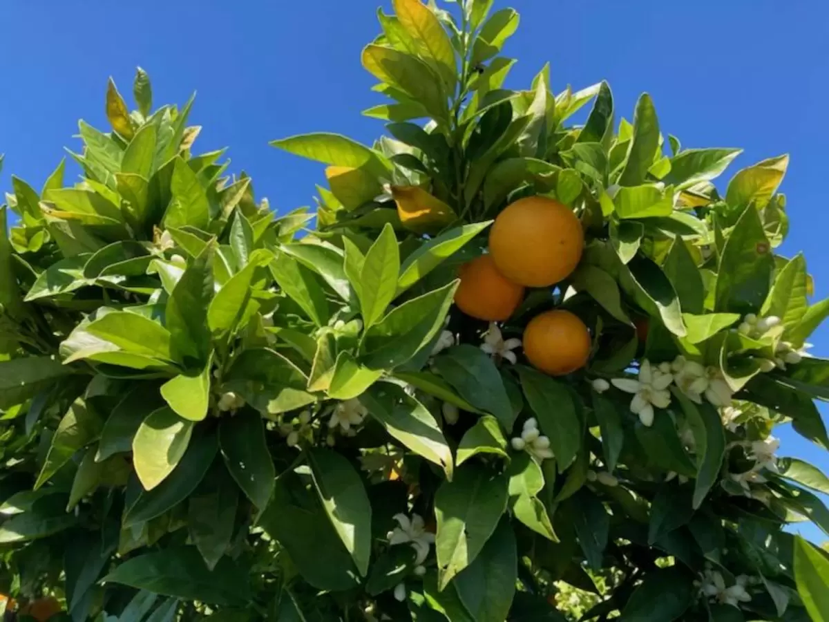 Cal Poly Farms U-Pick, SLO