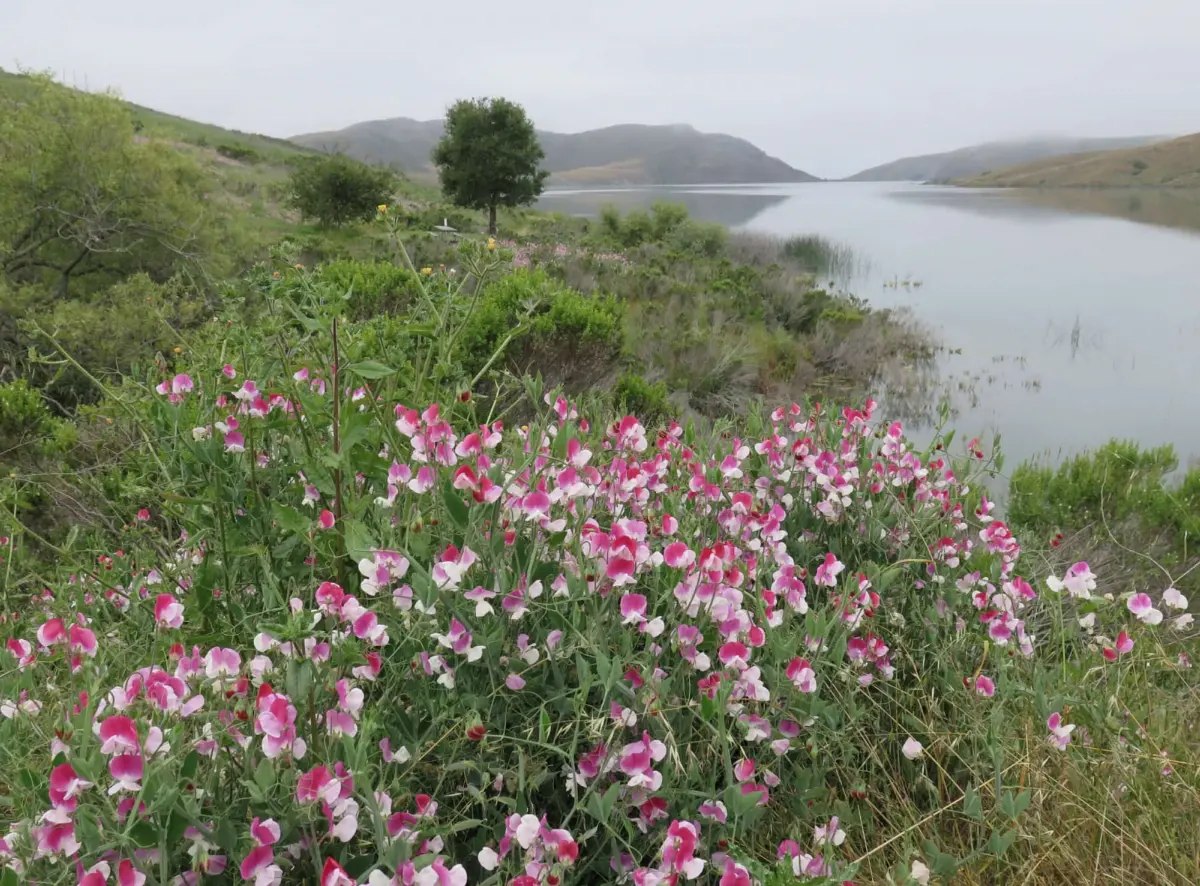 Whale Rock Reservoir Hike, Cayucos