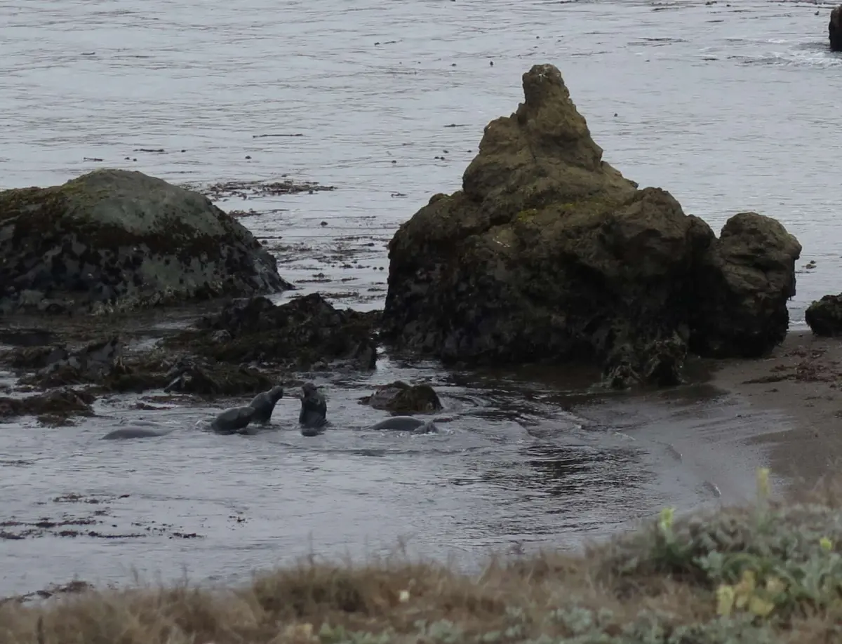 Old Piedras Blancas Motel site (elephant seals)