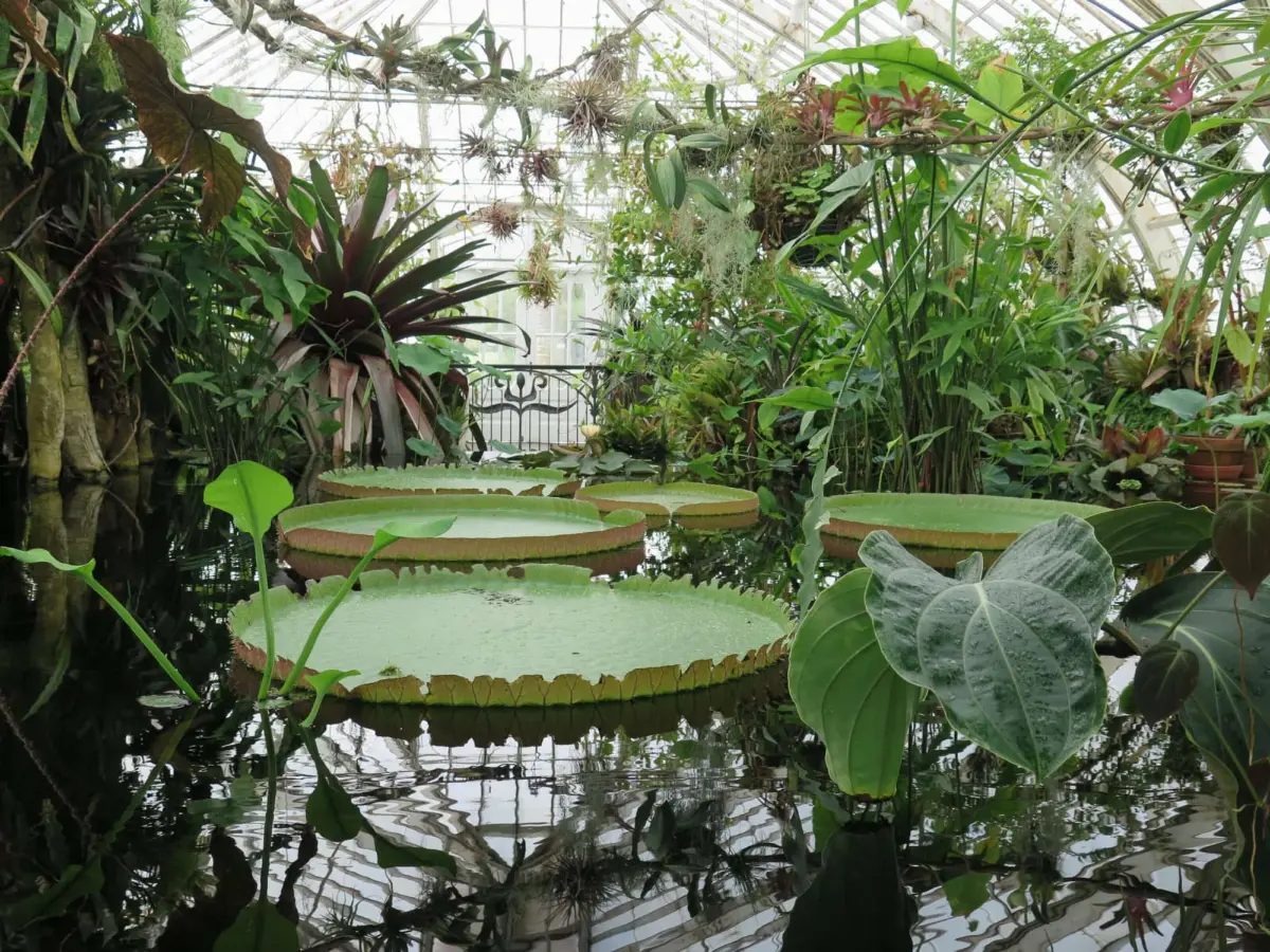 Conservatory of Flowers, Golden Gate Park