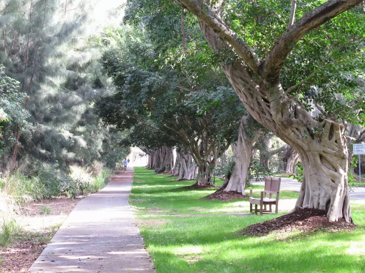 Bridge Road Banyan Walk, Jupiter Island