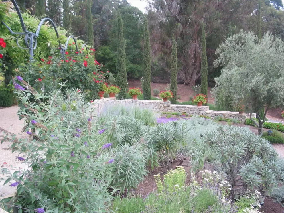 Wispy flowers in the herb garden, reminding me of France.