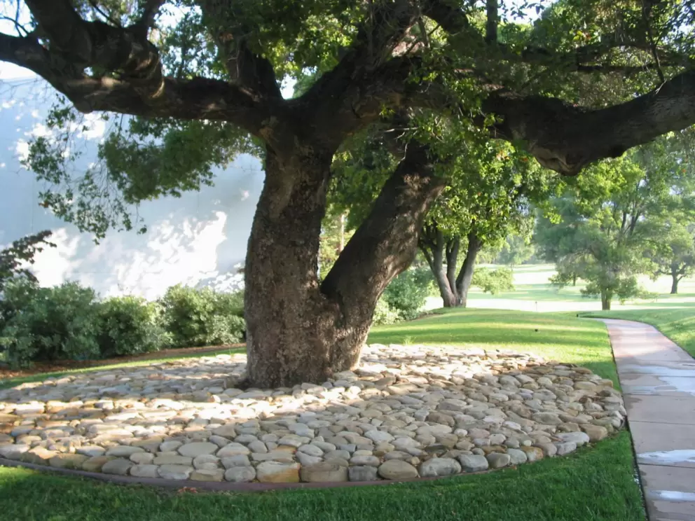 The stones surrounding the magical oaks. 