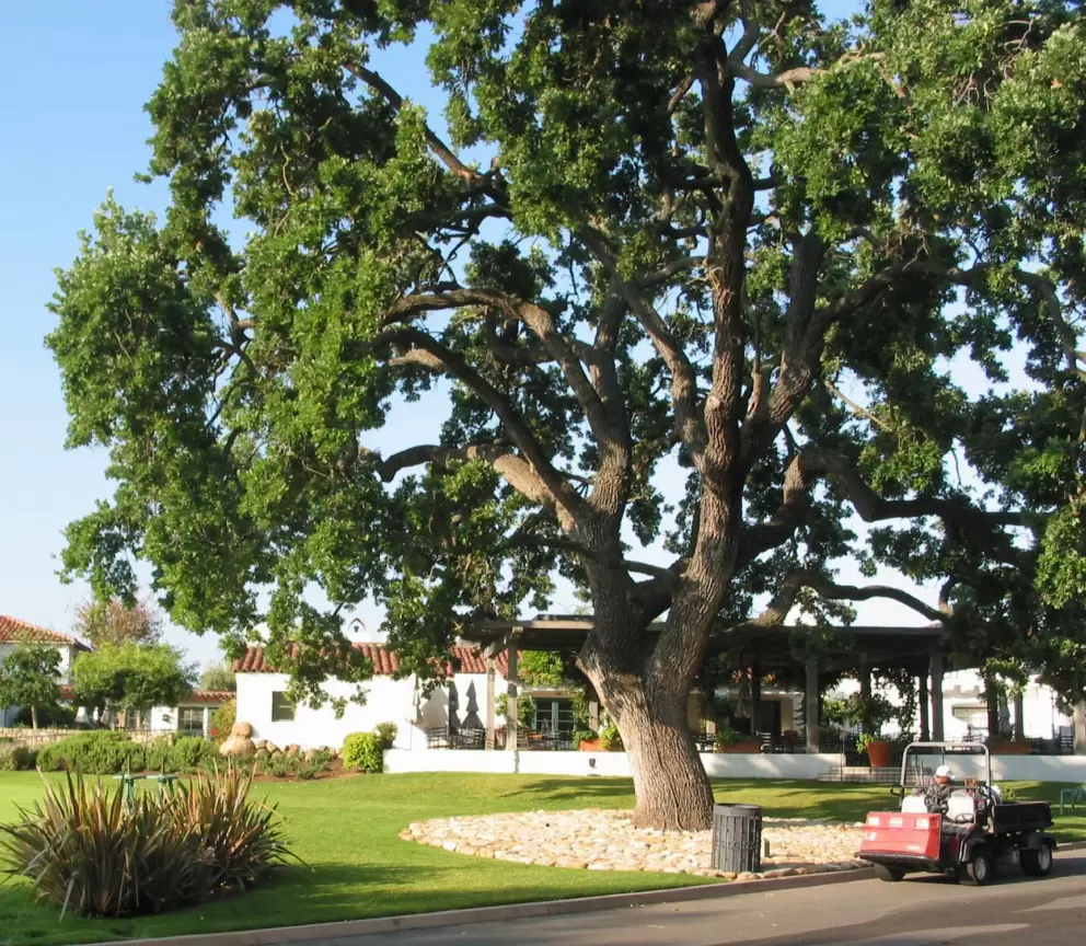 One of the huge oaks...I love them!