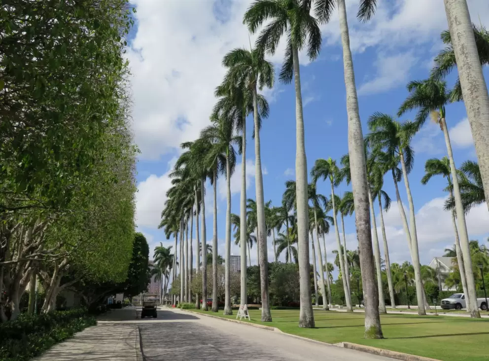 Tall palms in the Four Arts Plaza, outside the garden entrance.