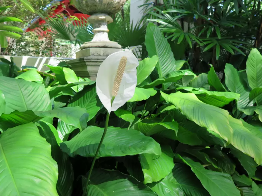 White anthurium.