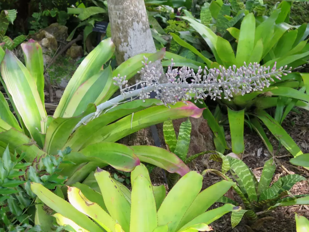 Bromeliad with flower.