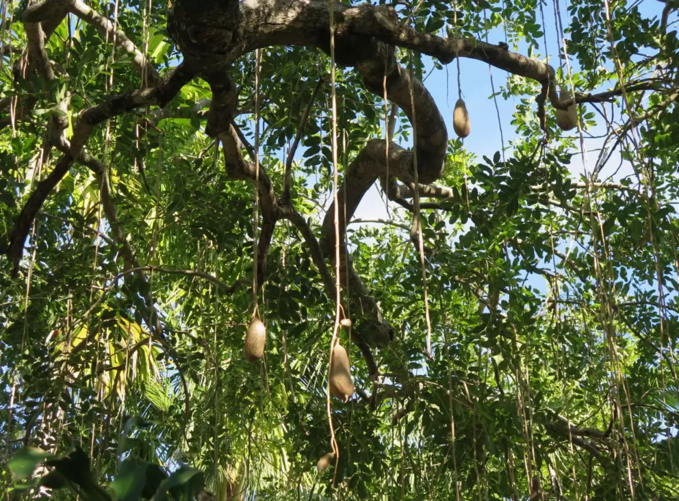 Sausage tree!