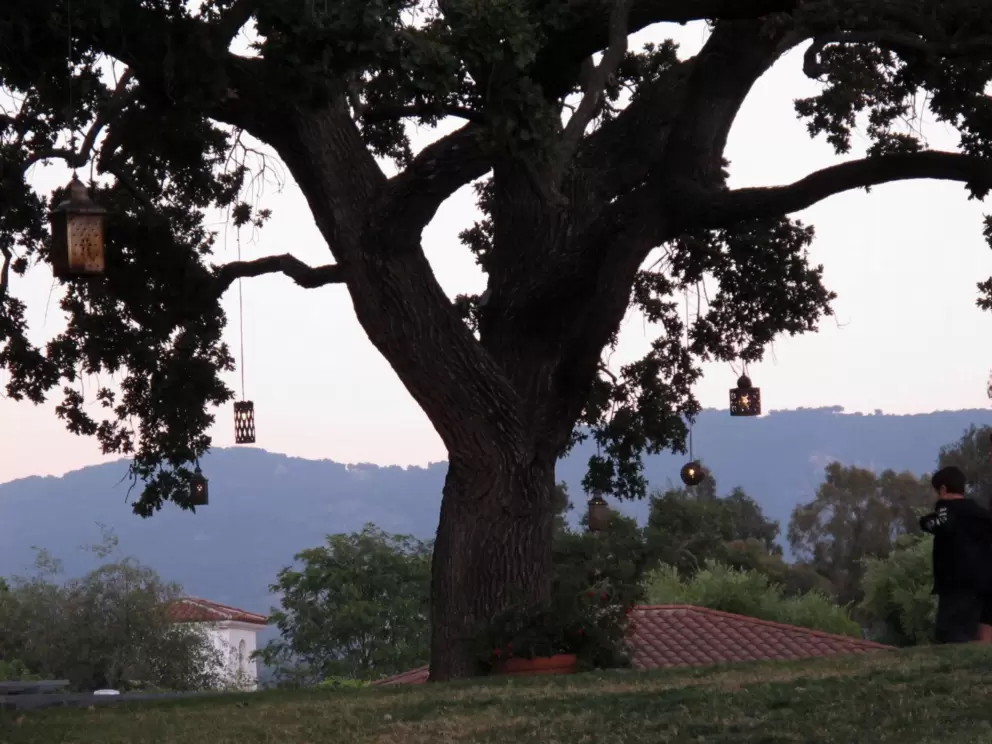 Oak tree with lanterns in the evening near Oak Grill.
