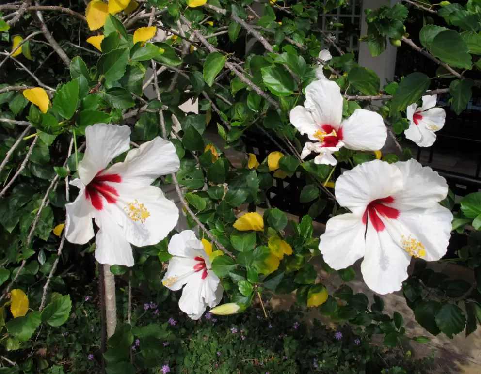 White and red hibiscus.