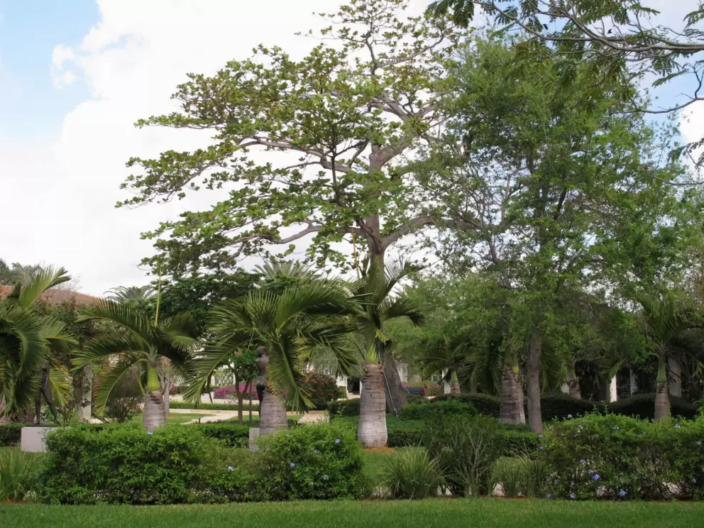 I love these tropical trees!
