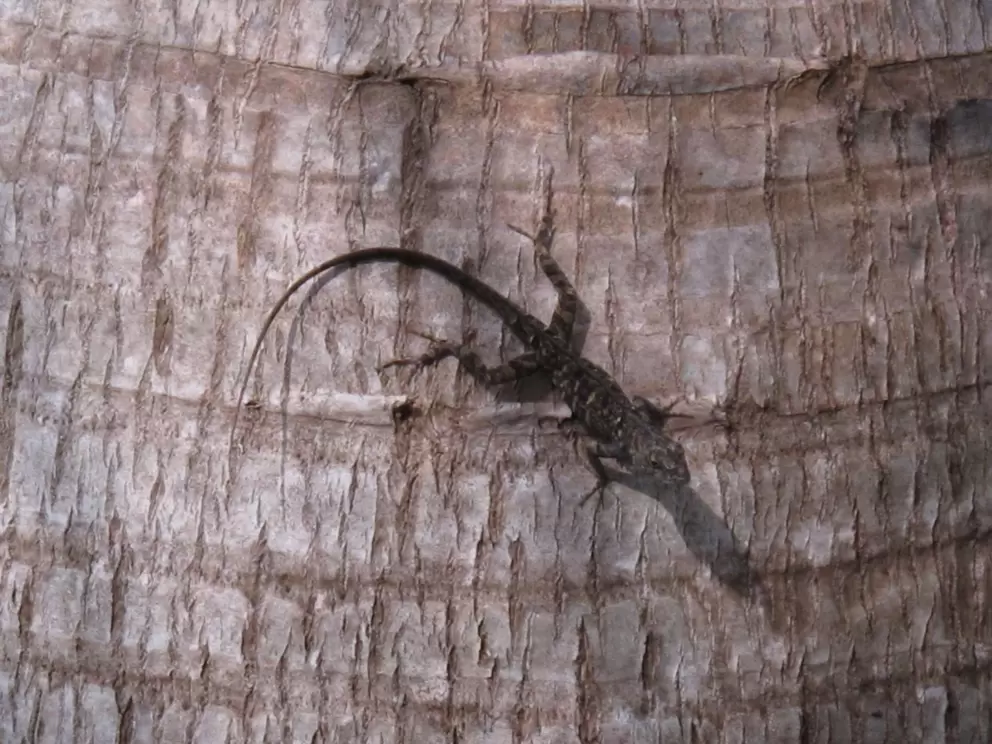 Lizard on palm trunk.