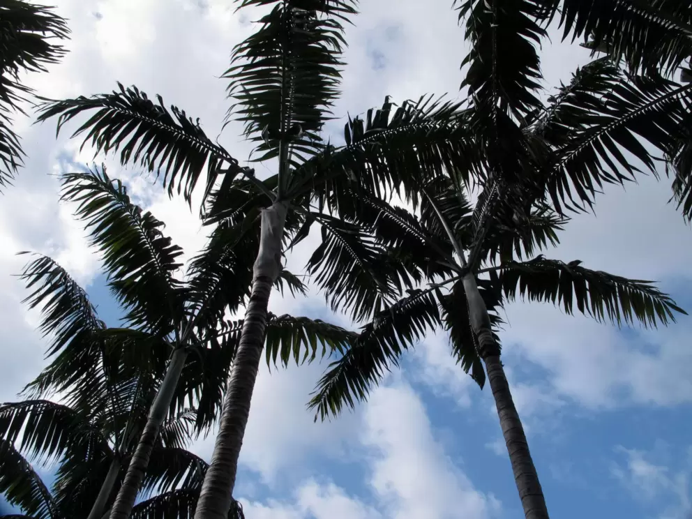 Palm sky.