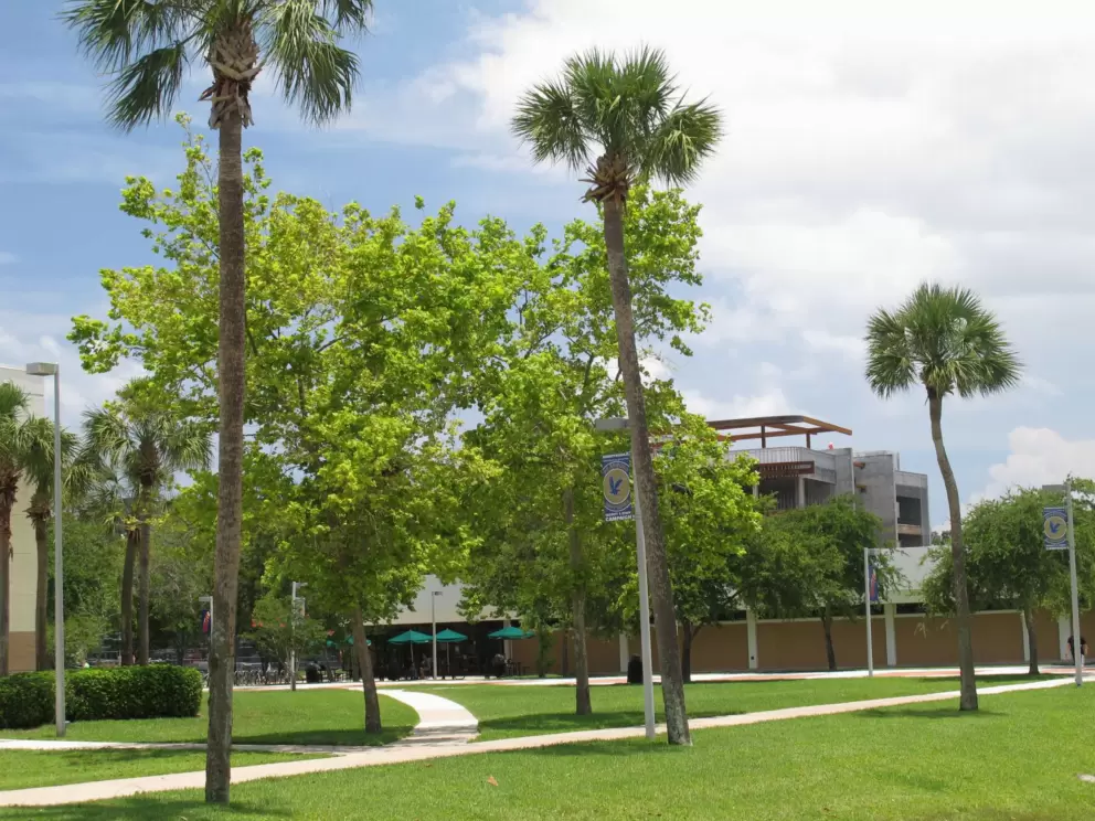 Palm trees and blue sky at the Daytona Beach campus.