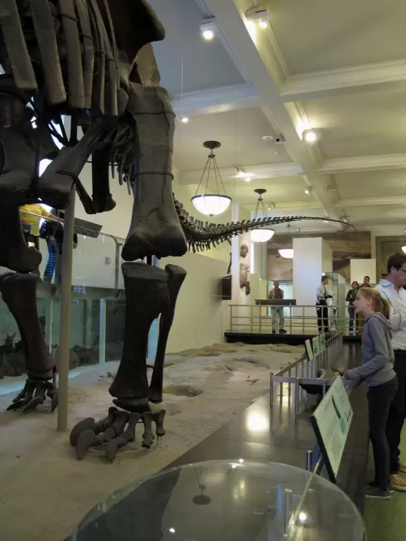 Incredible museum with real dinosaur bones assembled to reach heights you never knew the dinosaurs reached! Also, famous gems, and giant dioramas with stuffed animals.