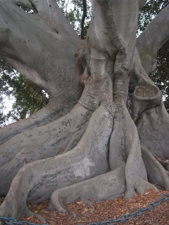 130 year old tree, with gorgeous big roots, which provides 16,000 sq feet of shade!