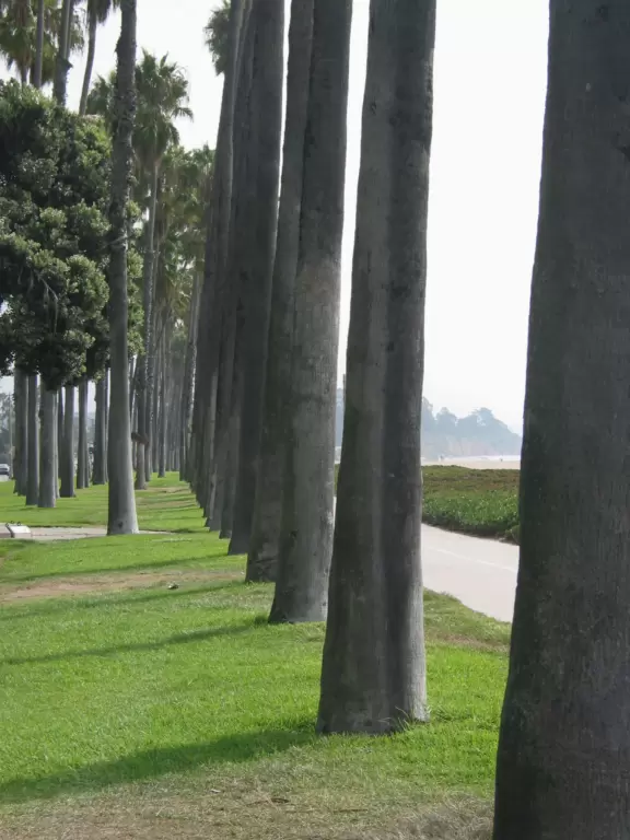 A popular bike path along the shoreline with bright beach succulents and rows of perfect California palms!