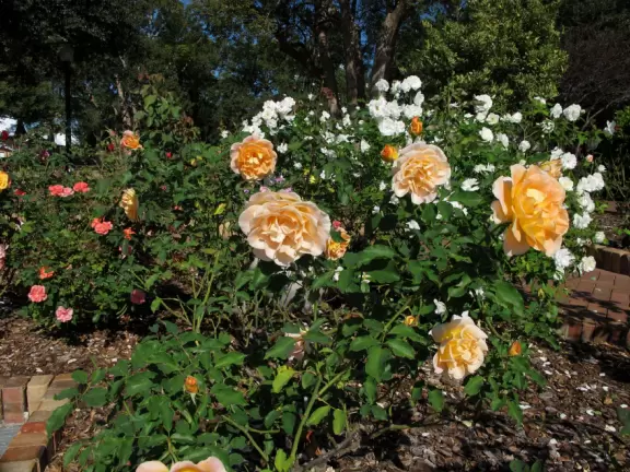 Gorgeous main street with large, European-style park where people sit on the grass by the fountain.
