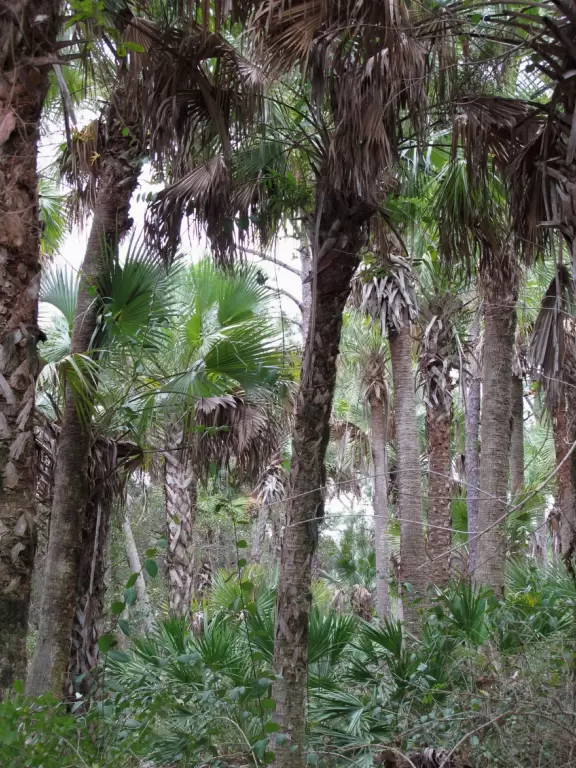 Large playground with sand floor and huge shade canopy, plus hike through a jungle paradise!
