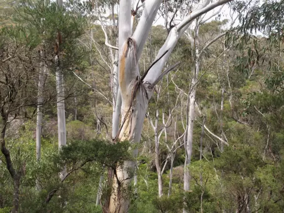Magically beautiful gardens with varied terraced areas that take your breath away- views of Jamison valley, bushwalk to grotto, formal delightful settings.