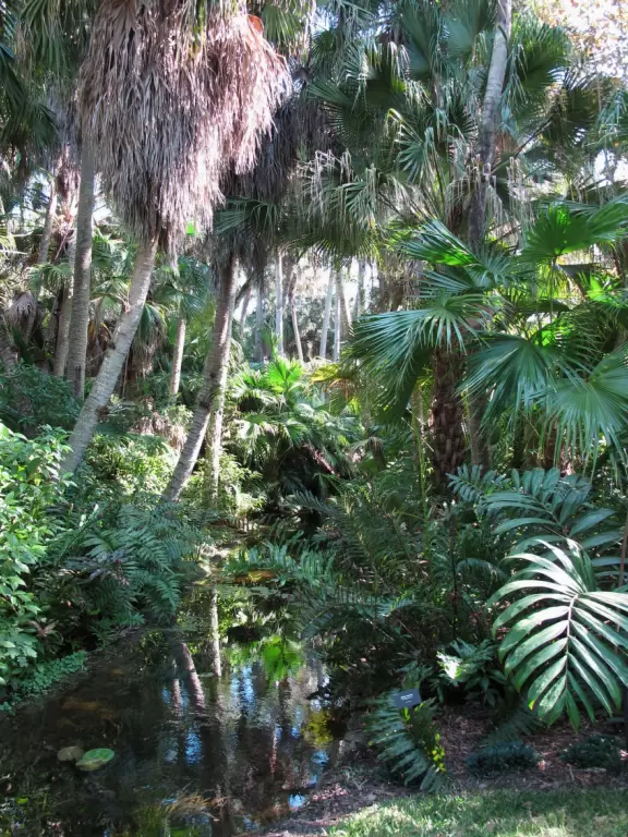 Lush paradise with water lilies galore, rustling bamboo, stone bridge, tropical flowers, strangler fig, and a gorgeous royal palm grove.