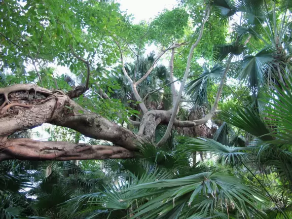 Lush paradise with water lilies galore, rustling bamboo, stone bridge, tropical flowers, strangler fig, and a gorgeous royal palm grove.