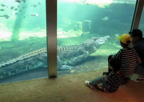 Attractive wildlife park cleverly designed so that the animals are outdoors (via the open roof) while you are inside in the air conditioning!