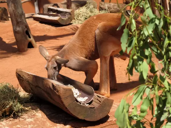 Attractive wildlife park cleverly designed so that the animals are outdoors (via the open roof) while you are inside in the air conditioning!