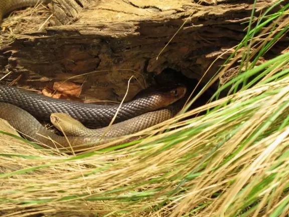 Attractive wildlife park cleverly designed so that the animals are outdoors (via the open roof) while you are inside in the air conditioning!