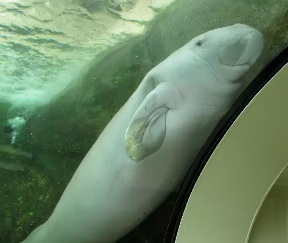 Wonderful exhibits that you will remember forever, especially the Great Barrier Reef exhibit and the Dugong Lagoon.