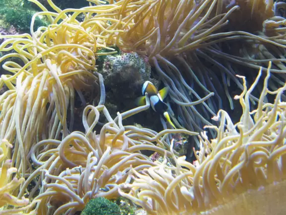 Wonderful exhibits that you will remember forever, especially the Great Barrier Reef exhibit and the Dugong Lagoon.