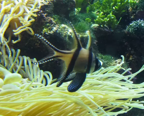 Wonderful exhibits that you will remember forever, especially the Great Barrier Reef exhibit and the Dugong Lagoon.