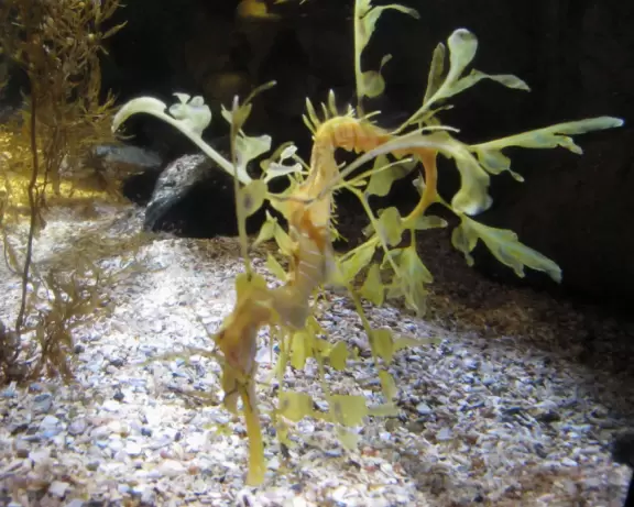 Wonderful exhibits that you will remember forever, especially the Great Barrier Reef exhibit and the Dugong Lagoon.