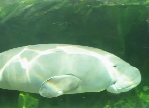 Wonderful exhibits that you will remember forever, especially the Great Barrier Reef exhibit and the Dugong Lagoon.