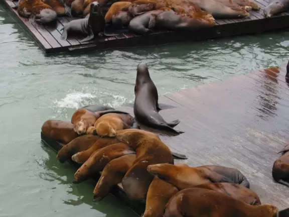 A touristy, colorful area of wharfs and piers where you can watch sea lions up close sunning themselves on the docks.