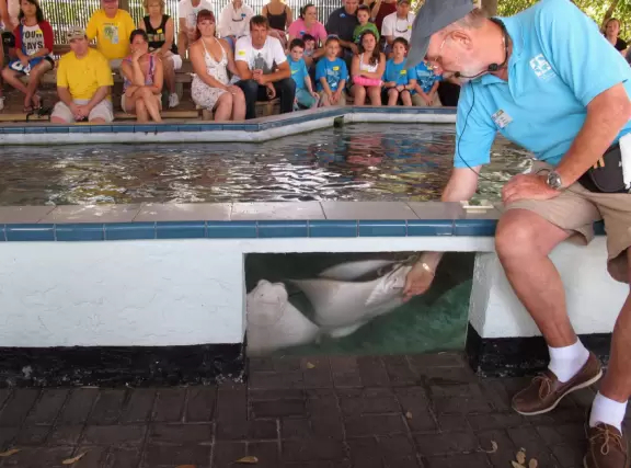 Beautiful nature center on Hutchinson Island, with nature trail on boardwalks, lagoon filled with sharks and game fish, stingrays you can feed by hand, and huge ocean deck with views around the island!