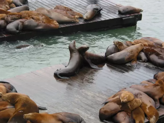 A touristy, colorful area of wharfs and piers where you can watch sea lions up close sunning themselves on the docks.