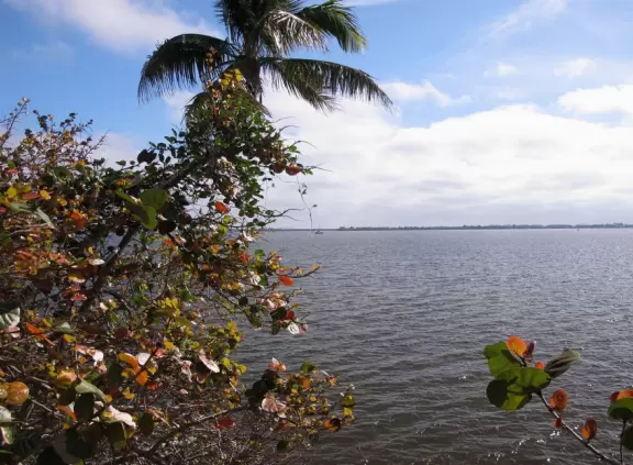 Popular 1.7 mile loop walking path with some shade and wooden boardwalk beside the river.