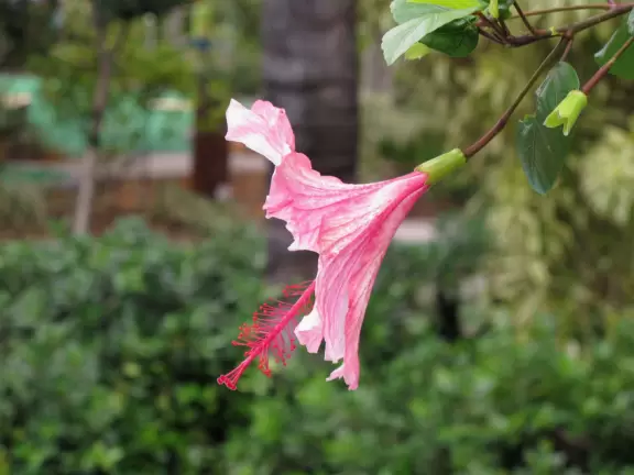 Colorful mini-golf amidst a tropical garden!