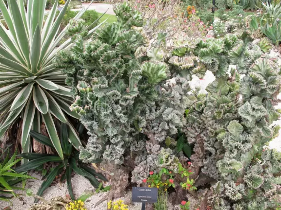 Pretty&nbsp;gardens with a wide assortment of tropical plants- a surprising find in an industrial area.