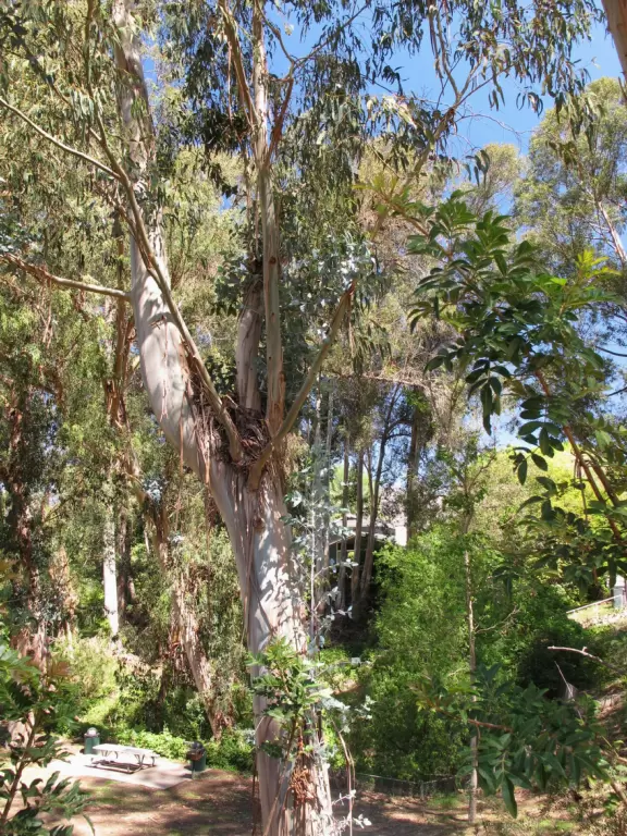 Toddler playground in a sunken area filled with eucalyptus trees.