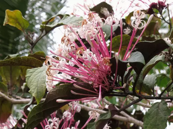 Colorful mini-golf amidst a tropical garden!