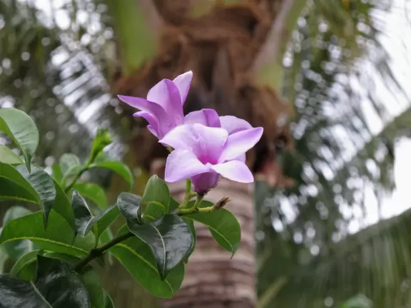 Colorful mini-golf amidst a tropical garden!