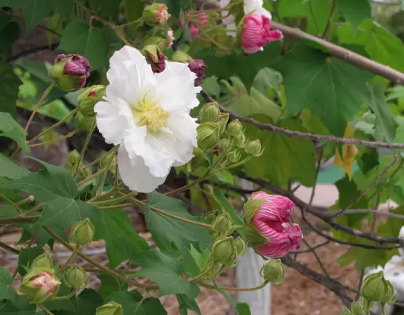 Colorful mini-golf amidst a tropical garden!
