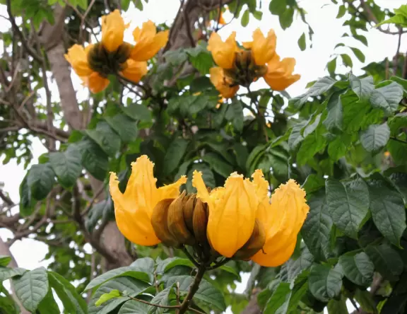 Colorful mini-golf amidst a tropical garden!