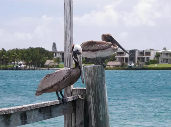 Pontoon boat tour of the mansions on Jupiter Island and the gorgeous clear waters of Jupiter Inlet.