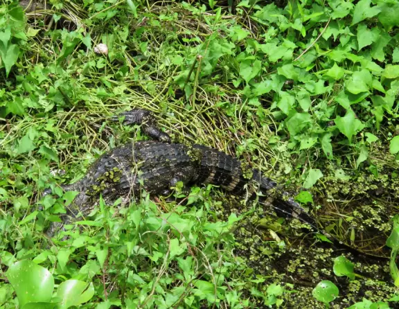 Gorgeous park for hiking along a shady boardwalk and seeing wildlife!