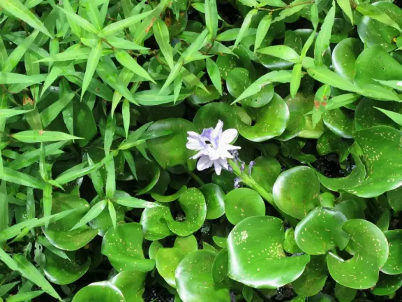 Gorgeous park for hiking along a shady boardwalk and seeing wildlife!